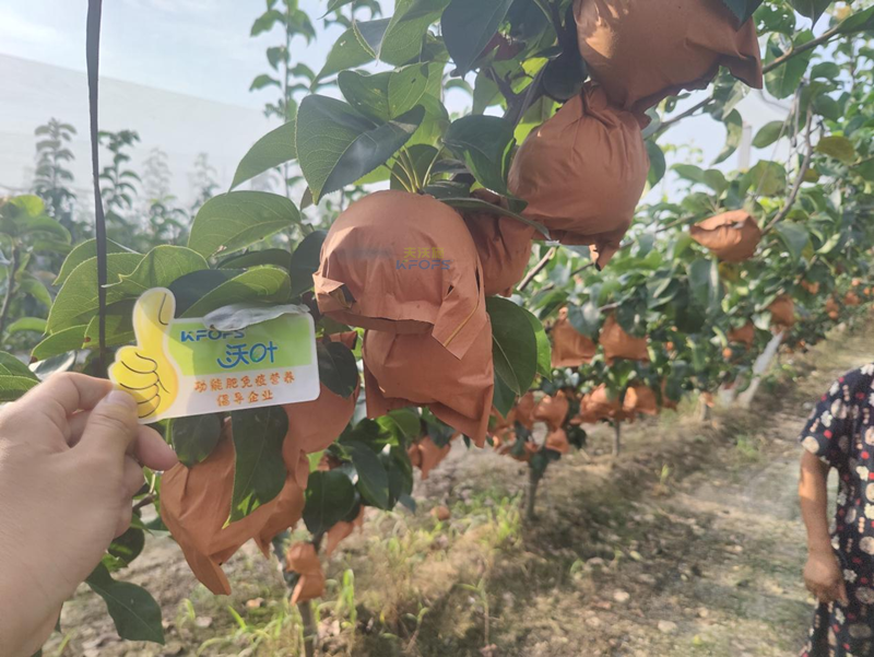梨樹結果應該施什么肥