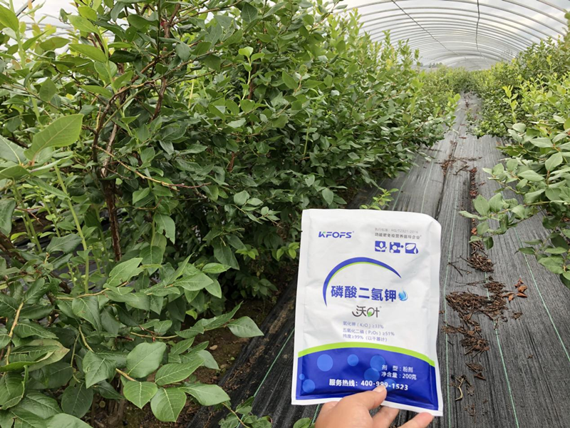 磷酸二氫鉀怎么用效果好？