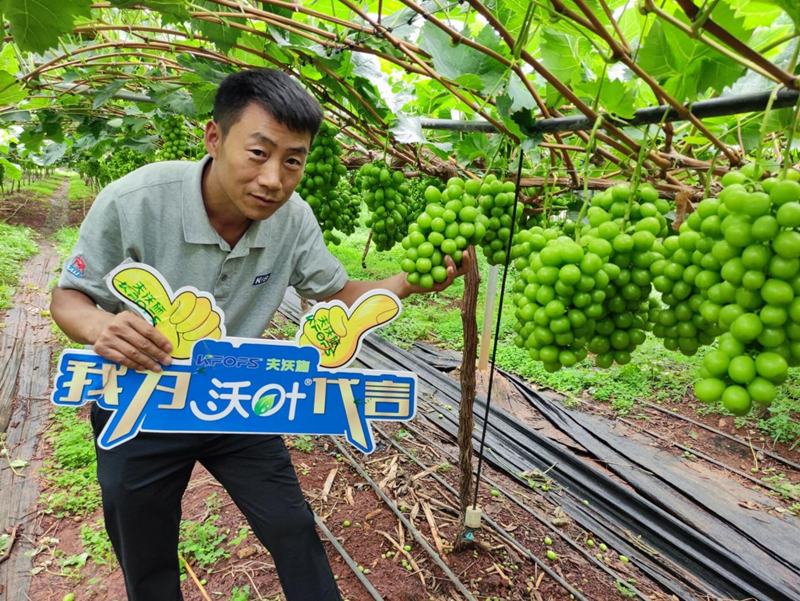 新栽葡萄施肥技術，附種植條件