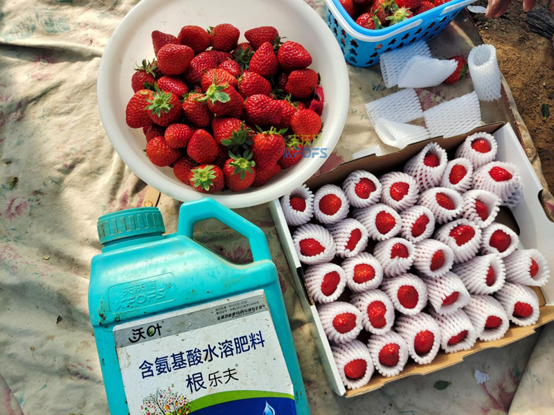 生根劑哪家好？劉老板就選沃葉