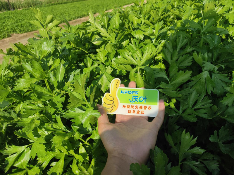 芹菜用什么水溶肥，張大叔更放心？