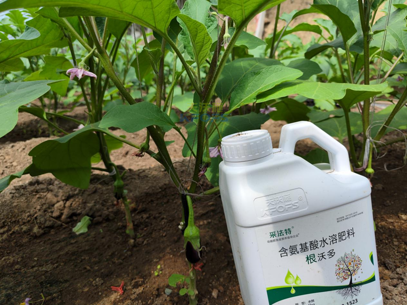 茄子施什么肥好？