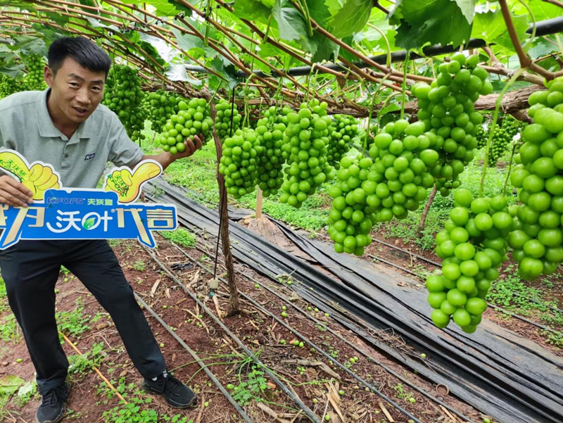 葡萄樹(shù)施什么肥？