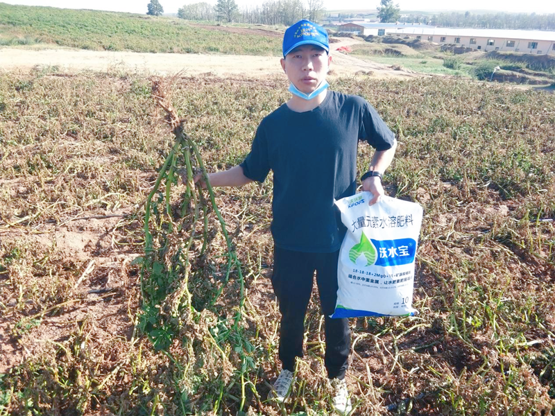 大量元素水溶肥用在土豆上效果怎么樣？