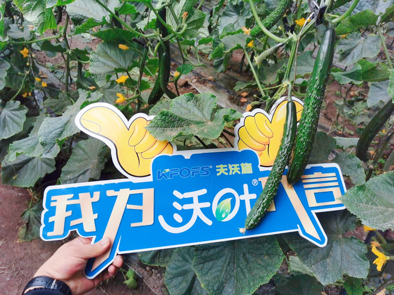 水溶肥效果怎么樣？