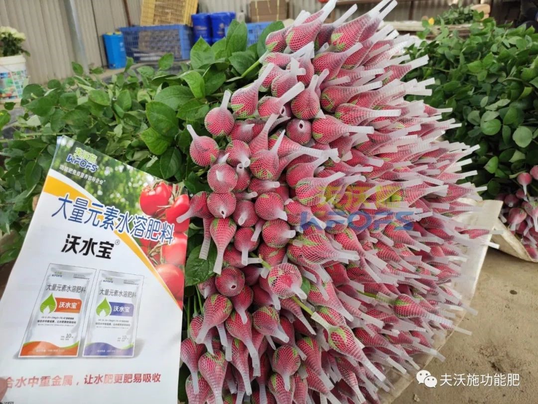玫瑰花用什么肥料最好？