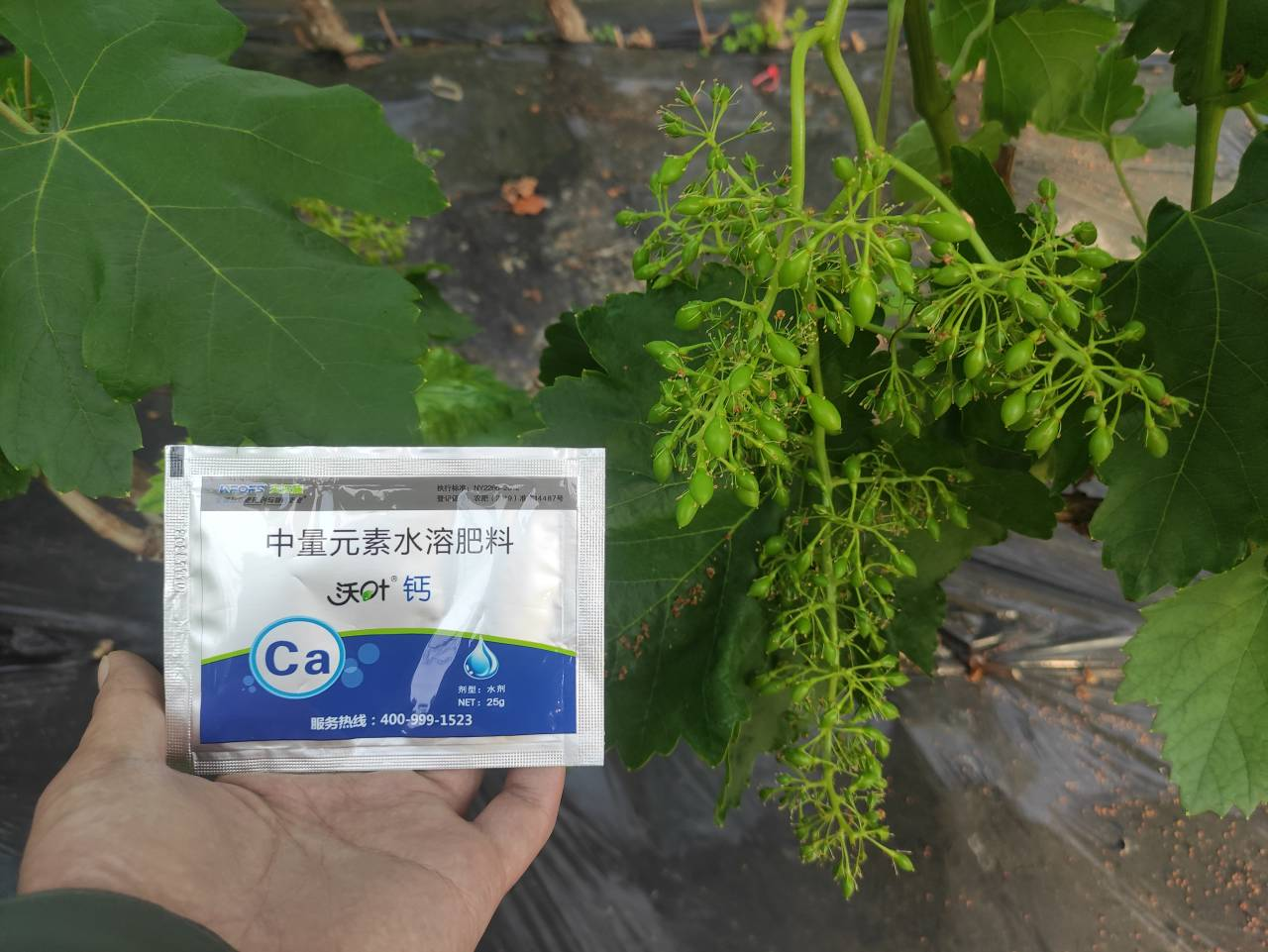 鈣肥的作用，寧夏大姐用沃葉鈣案例