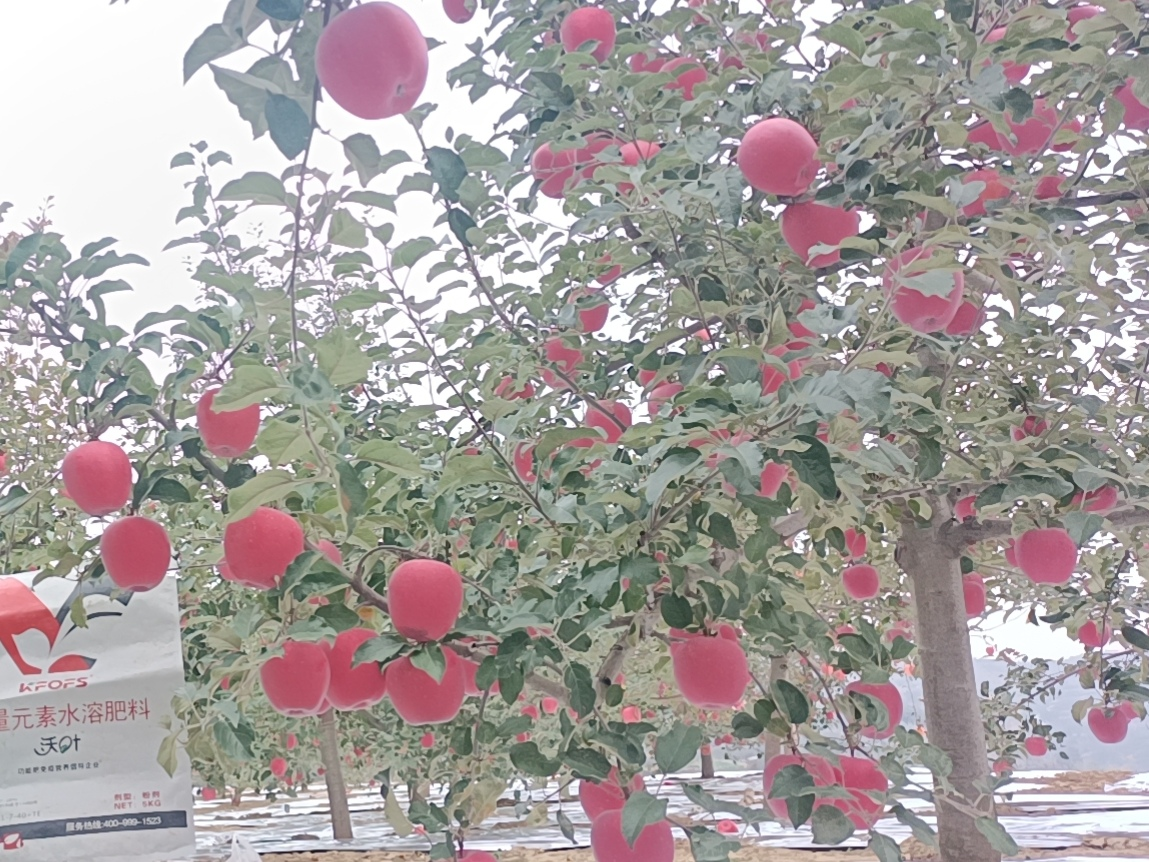 蘋果樹用什么肥料好？甘肅案例