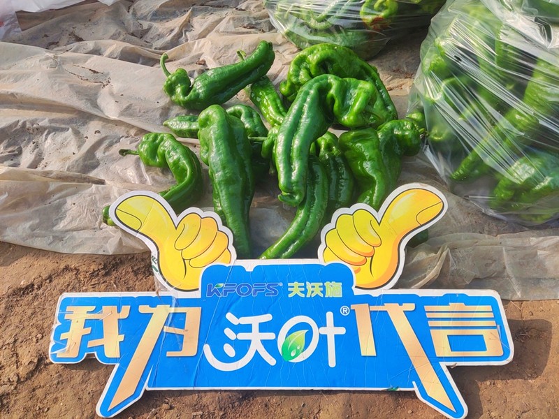 【已用】回訪時間：2022年11月20日，回訪地址：河南省永城產(chǎn)品：沃葉顆粒肥，回訪作物：辣椒使用效果：農(nóng)戶使用夫沃施沃葉顆粒肥長勢旺盛，開花多，結(jié)果量大，一個辣椒就重達半斤重 (10).jpg