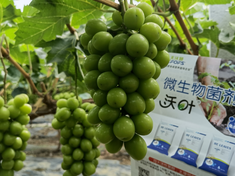微生物菌劑哪個牌子好？李大姐認(rèn)可沃葉！