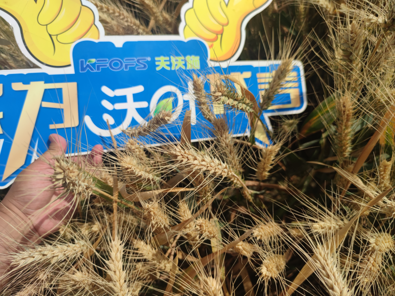 小麥施什么肥好-沃葉葉面肥1.png