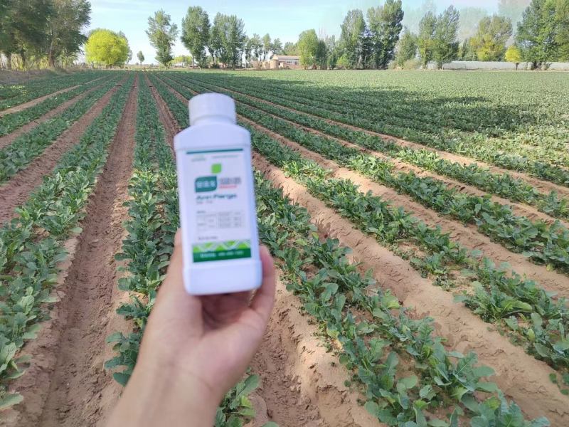 除草劑藥害怎么辦？安法戈來解決！