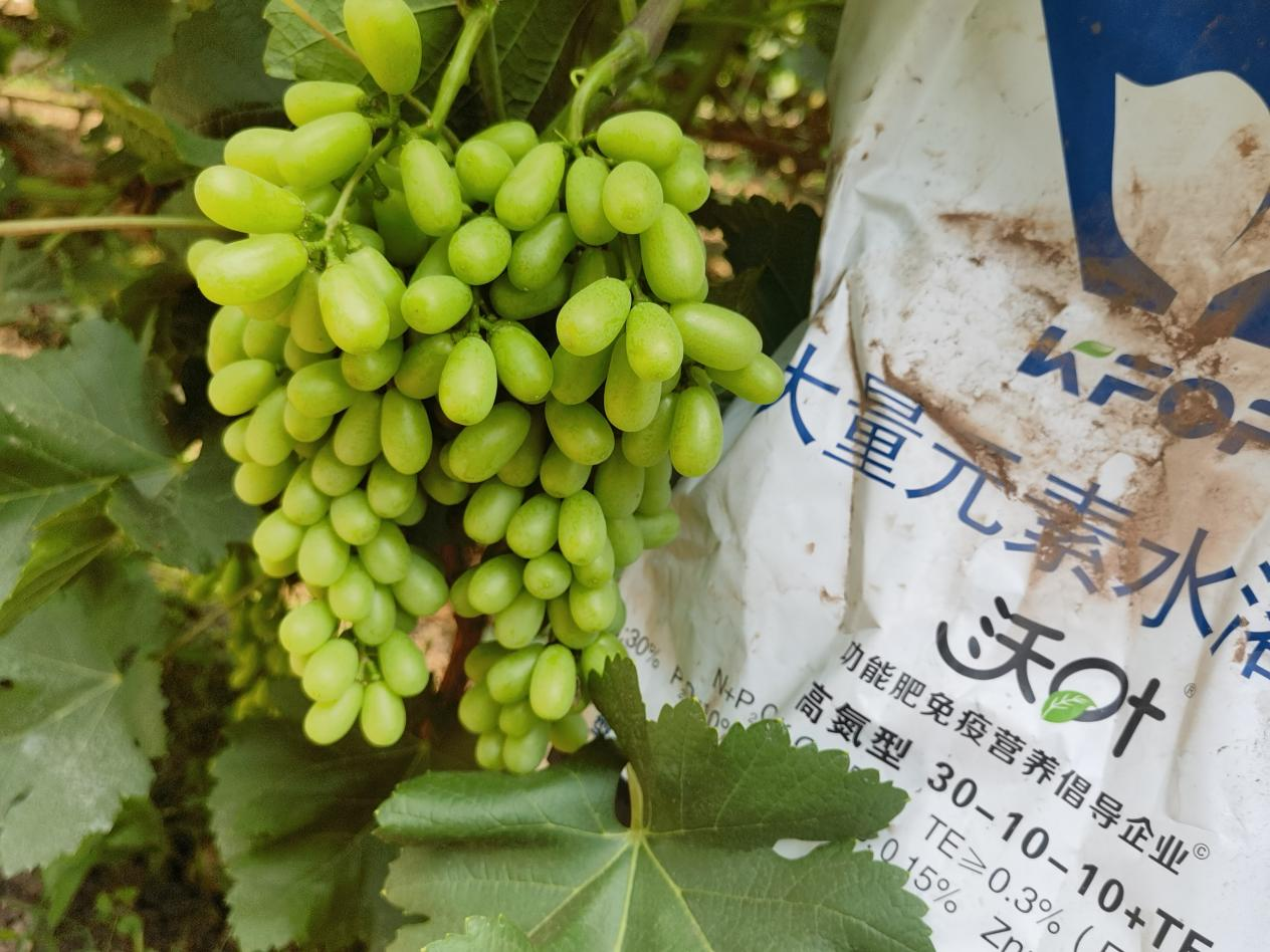 葡萄轉(zhuǎn)色期用什么肥料好？附克倫生轉(zhuǎn)色方案