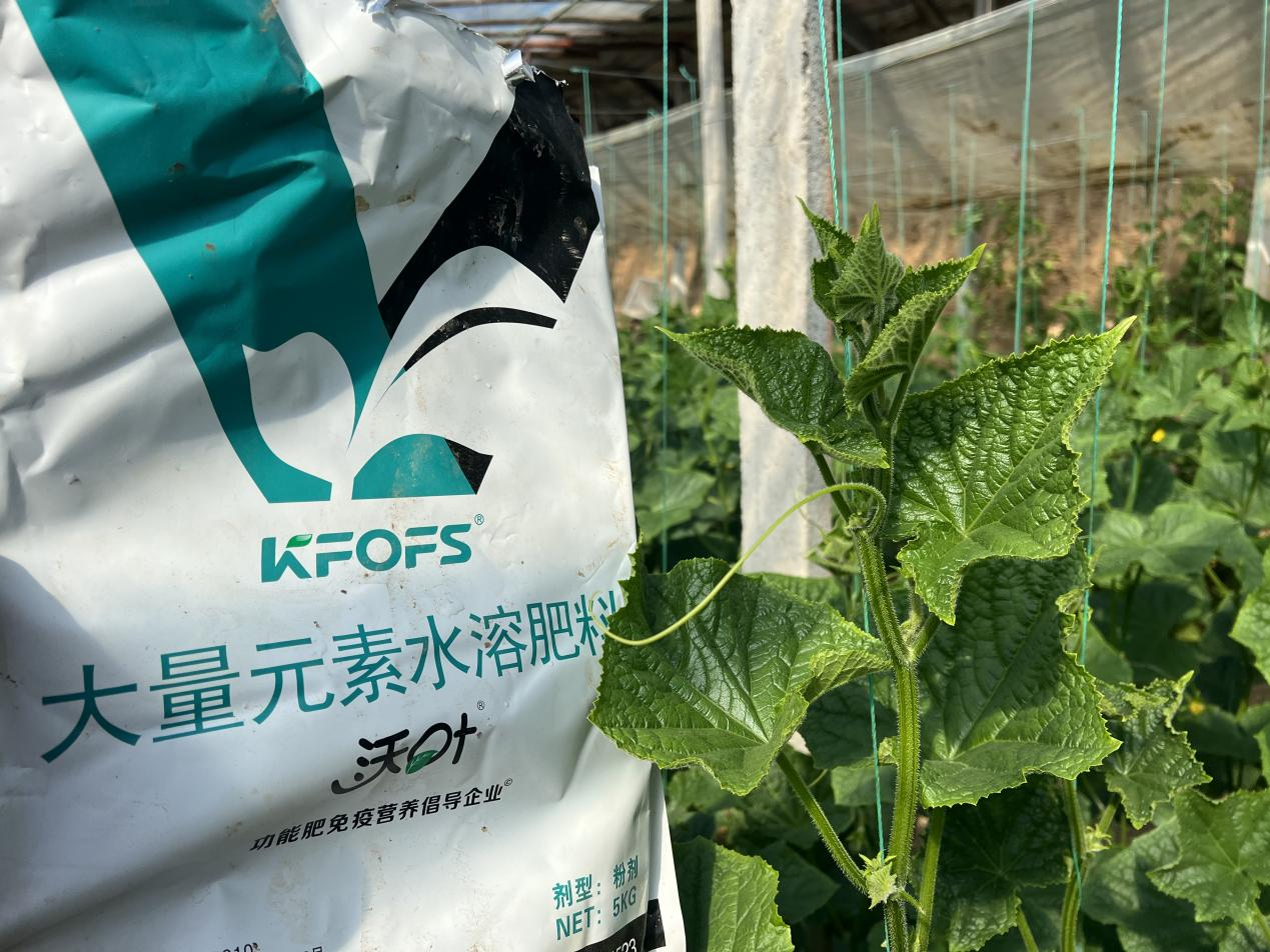 水溶肥如何調(diào)理黃瓜條直黑亮下瓜快？