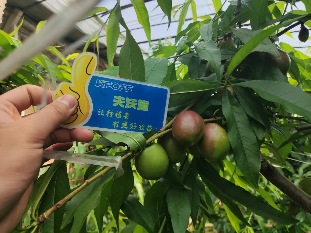 桃樹施什么肥料？劉大哥告訴你