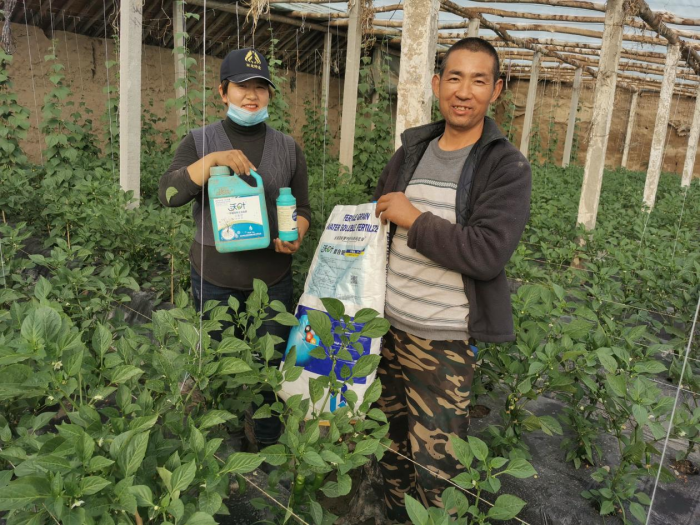 蔬菜施什么肥長得快又好？專業(yè)分析
