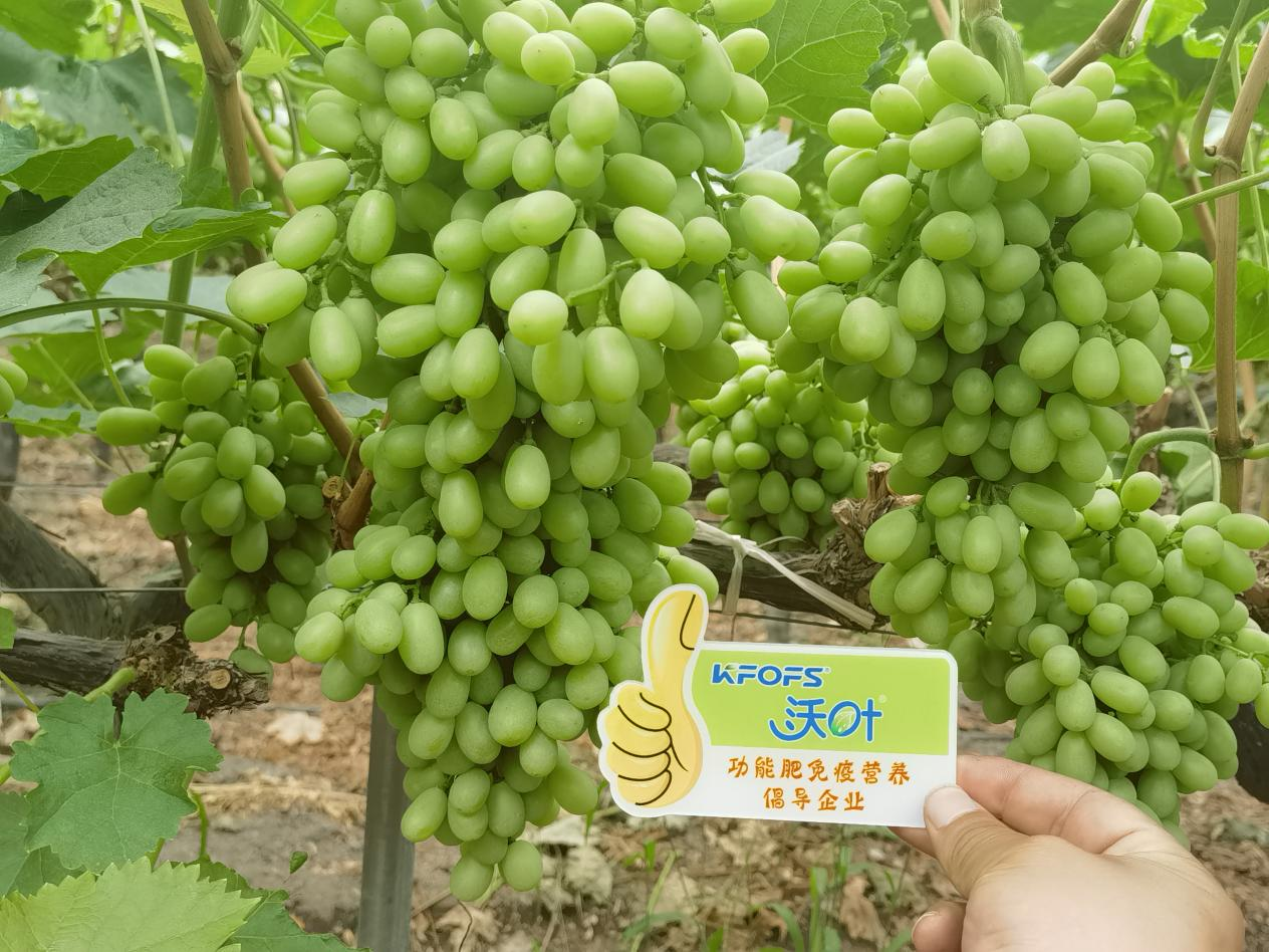 葉面肥怎么選？看李大哥怎么說