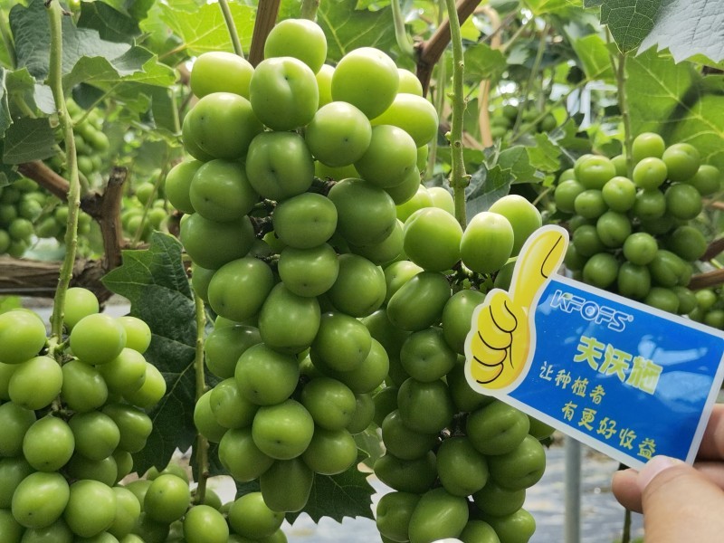 【已用】2022年7月21日，回訪地址：江蘇鹽城使用產(chǎn)品沃水寶粉劑，回訪作物：陽光玫瑰使用效果：使用沃水寶粉劑陽光果粒均勻糖度高，穗型緊湊，膨果均勻，沒有大小粒現(xiàn)象，單果粒重量以經(jīng)達到16克 (5).jpg