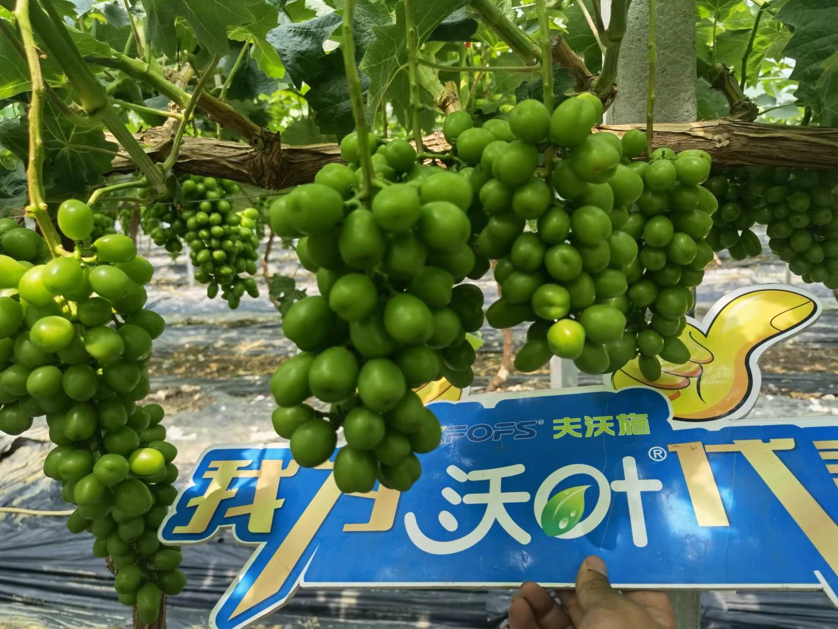 回訪時間：2022年6月26日，回訪地址：江蘇鹽城大豐使用產(chǎn)品：沃葉整套系列產(chǎn)品，回訪作物： 陽光玫瑰使用效果：全程使用沃葉陽光玫瑰，樹勢健壯，葉片寬大濃綠、肥厚。果穗漂亮，預計畝產(chǎn)6000斤。 (9).jpg
