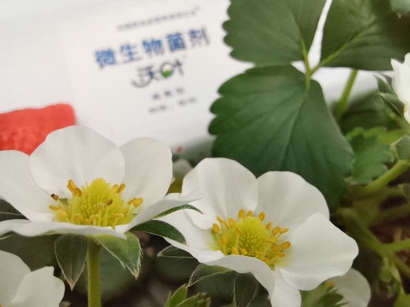 微生物菌劑為什么選沃葉？這篇文章有答案
