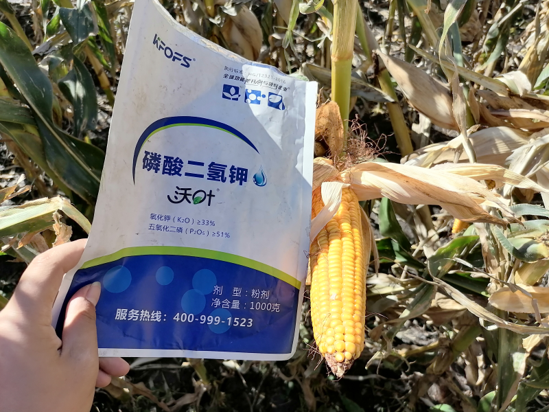 磷酸二氫鉀在玉米上效果怎么樣？