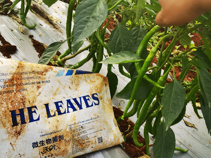 微生物菌劑在辣椒上效果怎么樣？