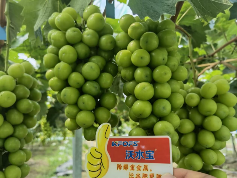 葡萄小苗如何施肥？