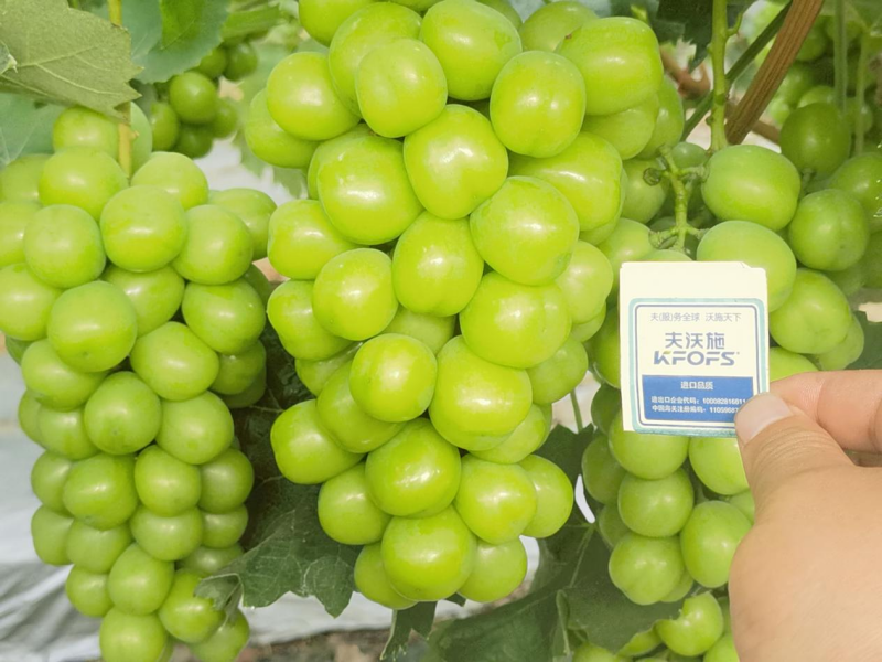 種植葡萄技術(shù)，這3點(diǎn)一定要掌握