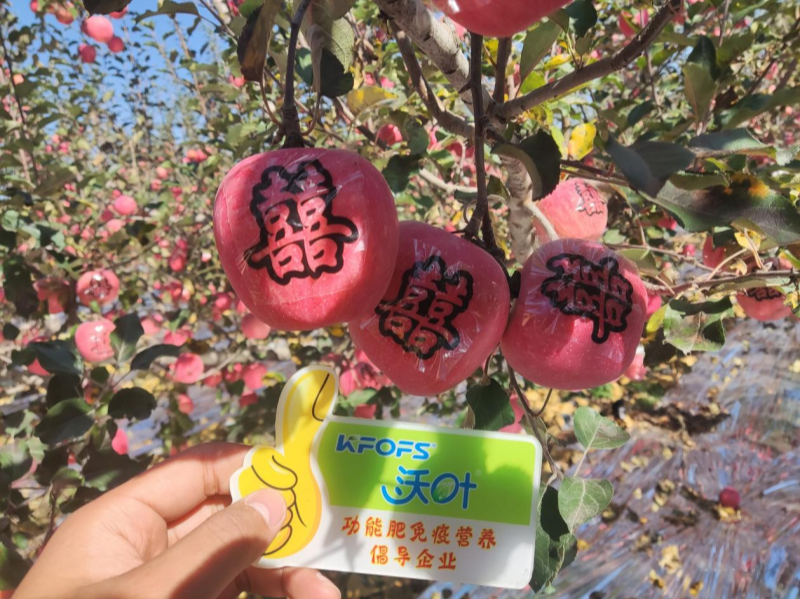 水溶肥-夫沃施功能水溶肥蘋(píng)果.png