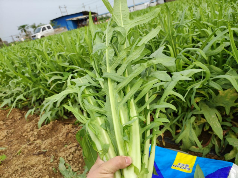 水溶肥全程管理葉菜品質(zhì)好、產(chǎn)量高