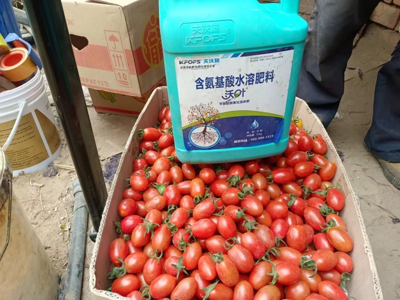 小西紅市場反饋，內(nèi)蒙古九原區(qū)，客戶反饋用沃葉平衡菌肥+平衡流體肥，小柿子長得滿滿當(dāng)當(dāng)?shù)?，西紅柿秧子長勢特別好，結(jié)小柿子非常的亮 (1).jpg