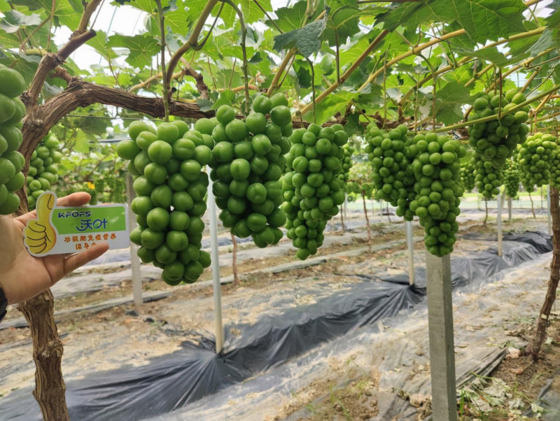 陽(yáng)光玫瑰葡萄施肥方案，附詳細(xì)表格