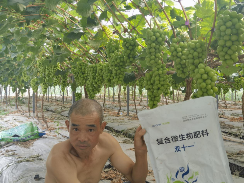 陽(yáng)光玫瑰葡萄施肥方案-雙十一用戶見(jiàn)證.png