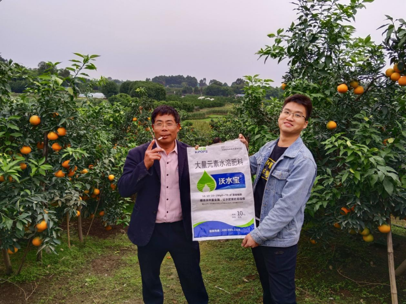 柑橘秋施基肥的作用，總結(jié)歸納三點(diǎn)