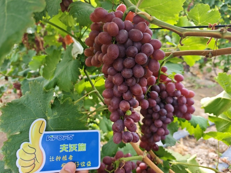微生物菌劑的作用，你知道嗎？