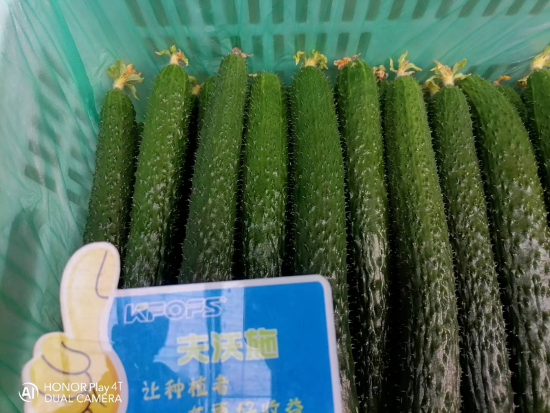 黃瓜幼苗期應(yīng)該施什么肥？