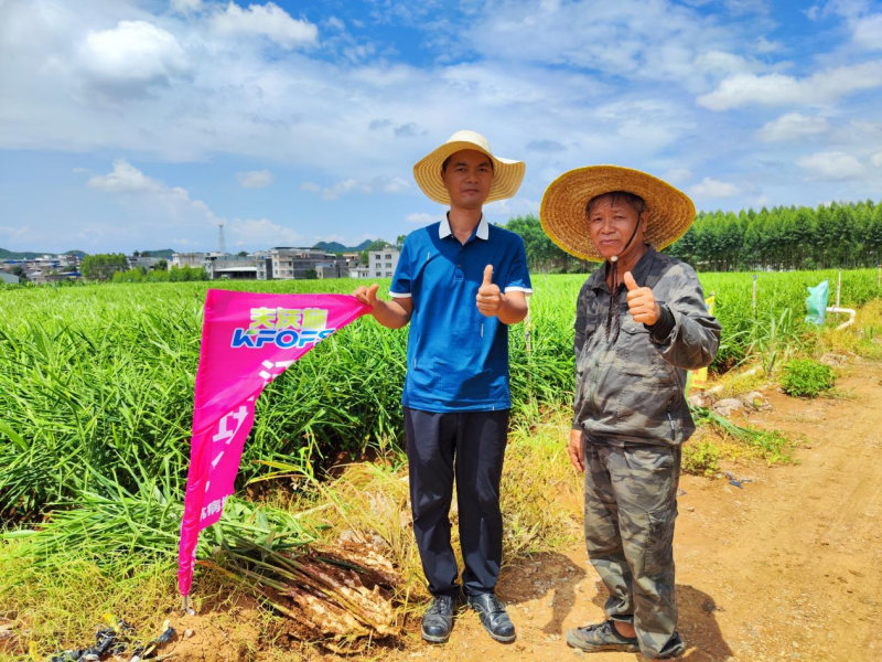 魚(yú)蛋白水溶肥為什么能調(diào)理大姜莖基腐？