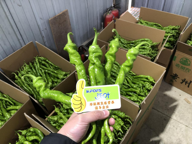 種辣椒用什么肥料比較好？