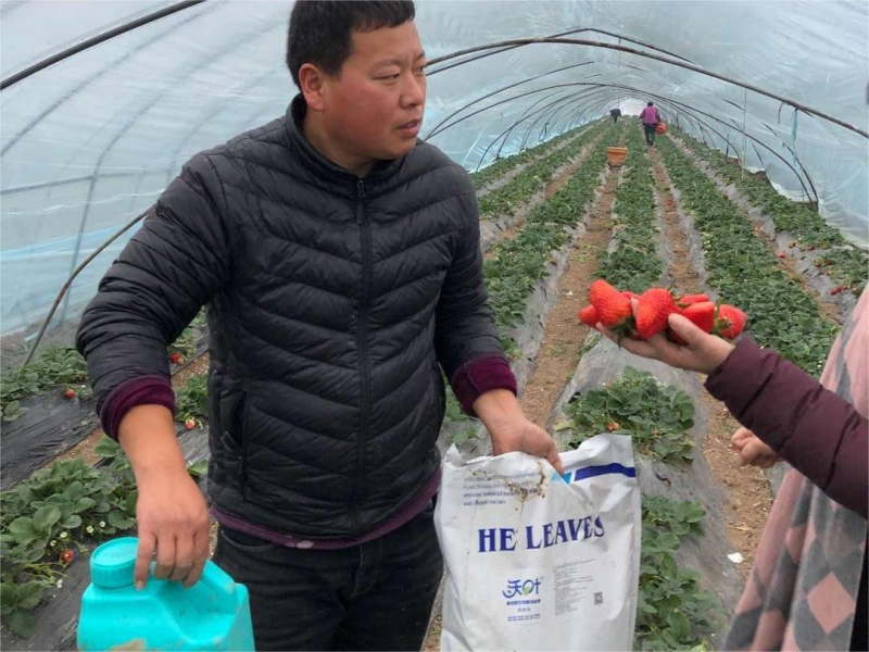 草莓上什么肥料結(jié)的好？
