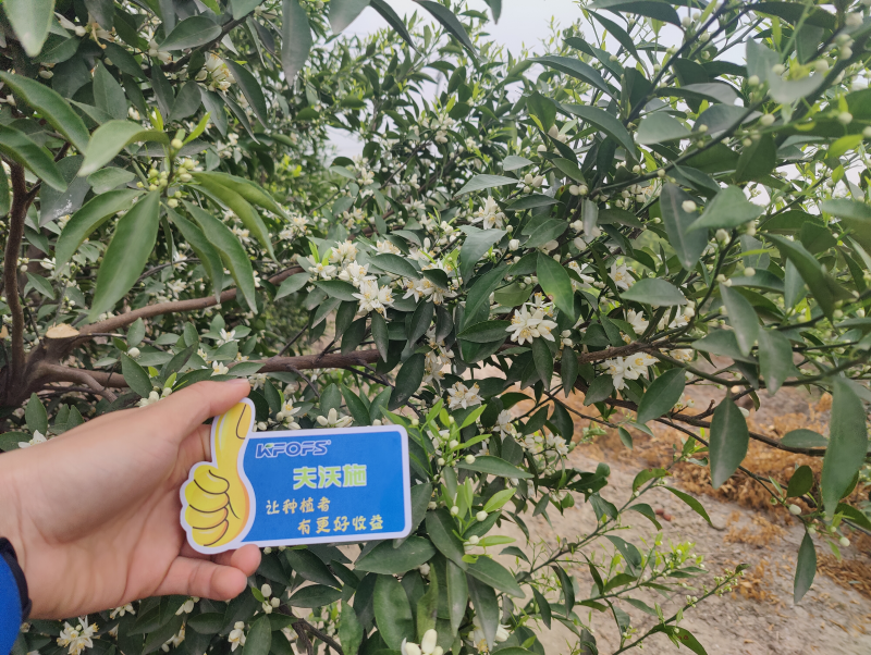 ?；ū９~面肥-新會(huì)柑效果.png