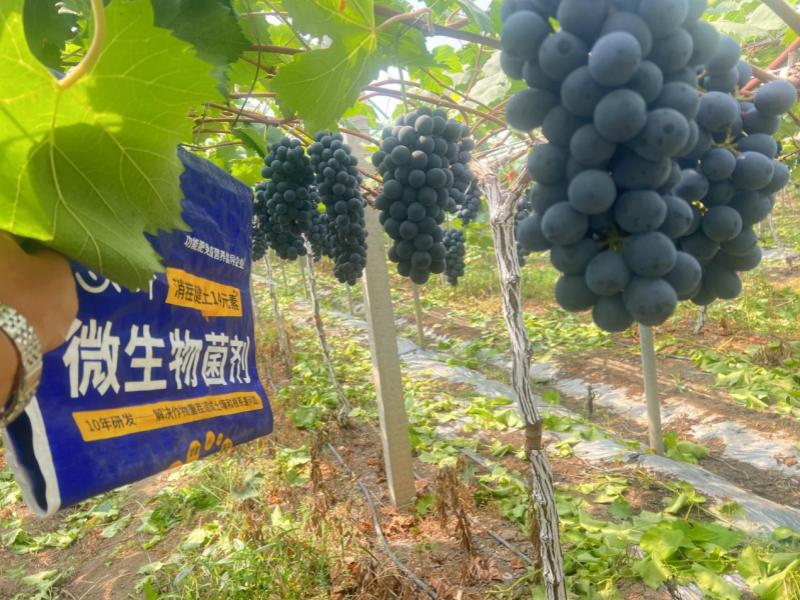 微生物菌劑：如何調(diào)理鹽堿地，保住苗
