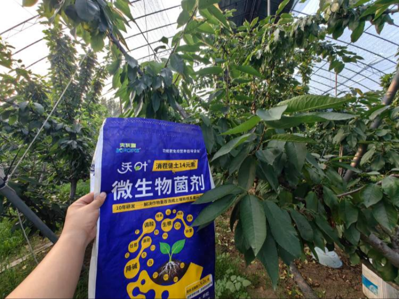 櫻桃樹施肥用什么肥料？