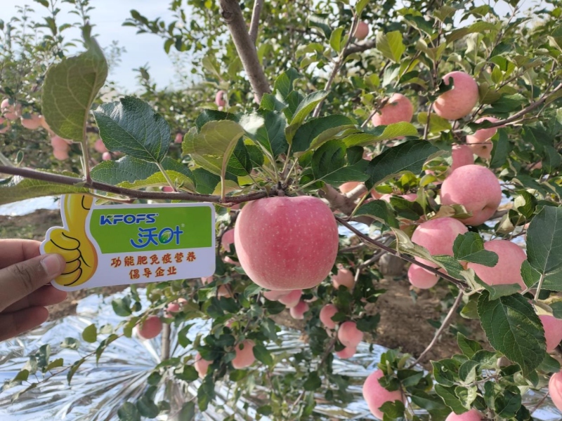 微生物肥料為什么越來越受重視