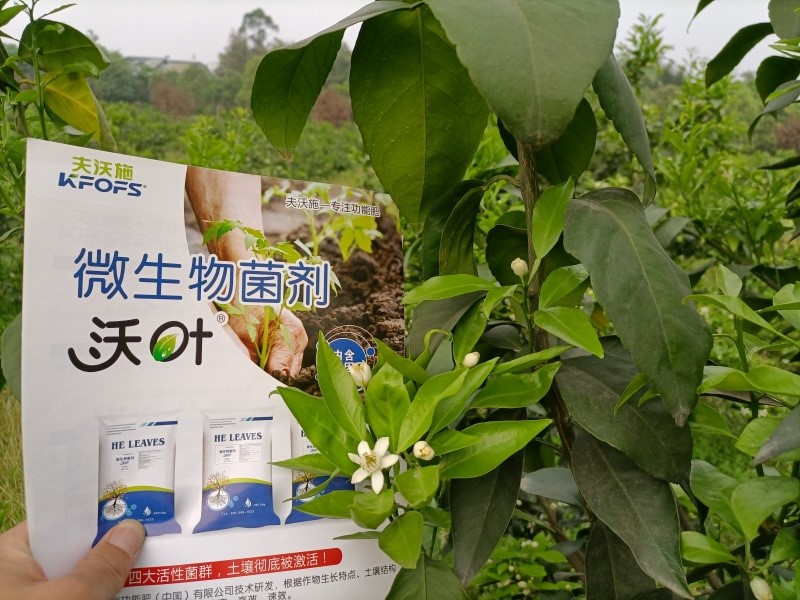 柑橘施肥用什么？60秒全掌握