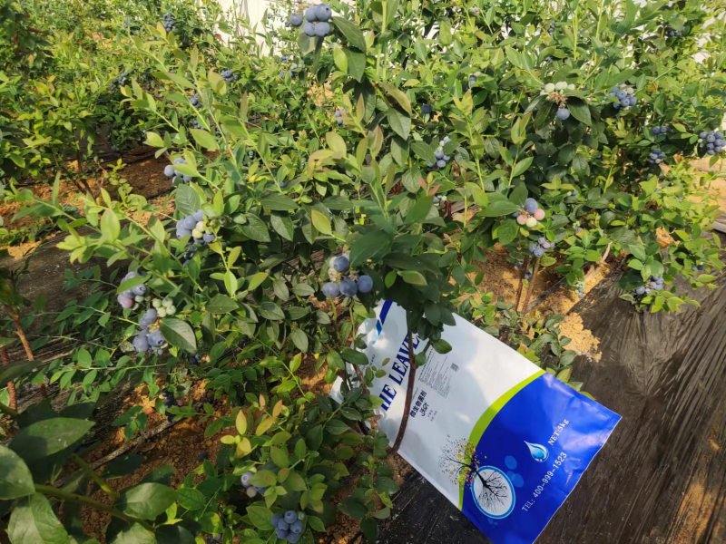 微生物菌劑：如何調(diào)理鹽堿地，保住苗