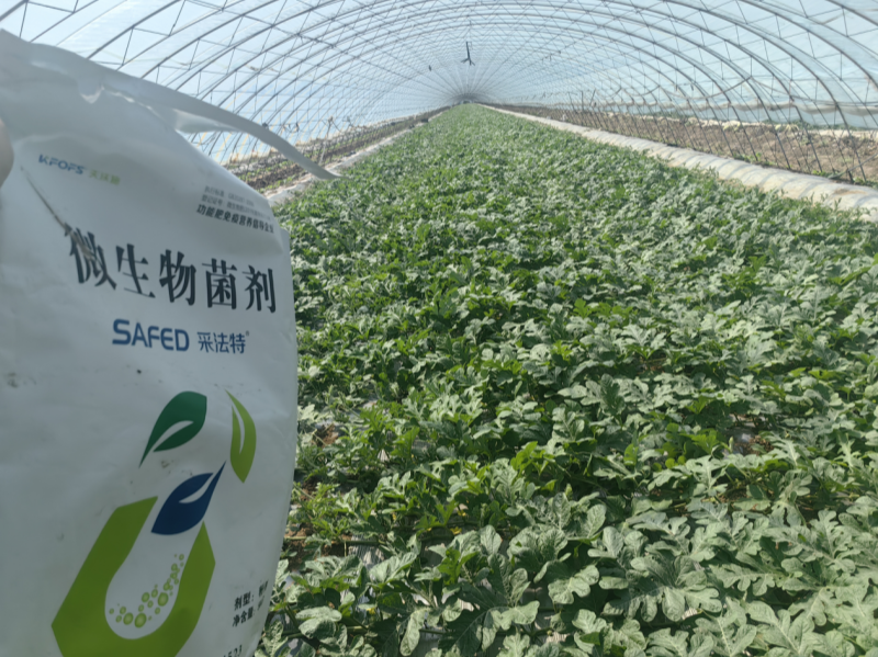 微生物菌劑有哪些？