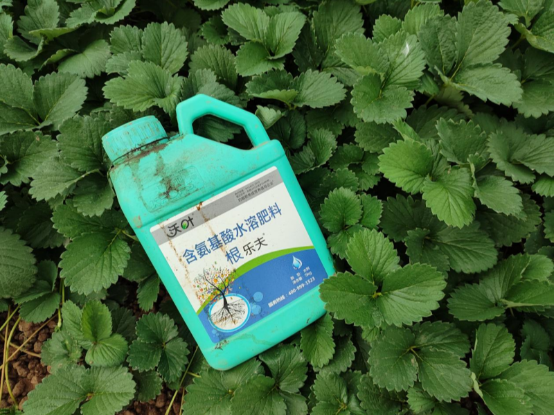 草莓施肥用什么肥料好—草莓用沃葉水溶肥效果1.png