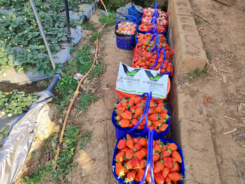 草莓施肥用什么肥料好？