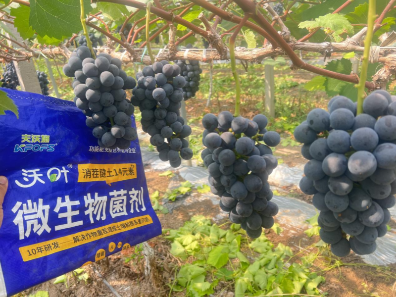 果樹秋施肥是金，科學(xué)施用底肥，解決土壤根系頑疾