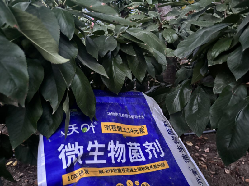 果樹(shù)秋施肥-櫻桃用沃葉消茬健土14元素效果.png